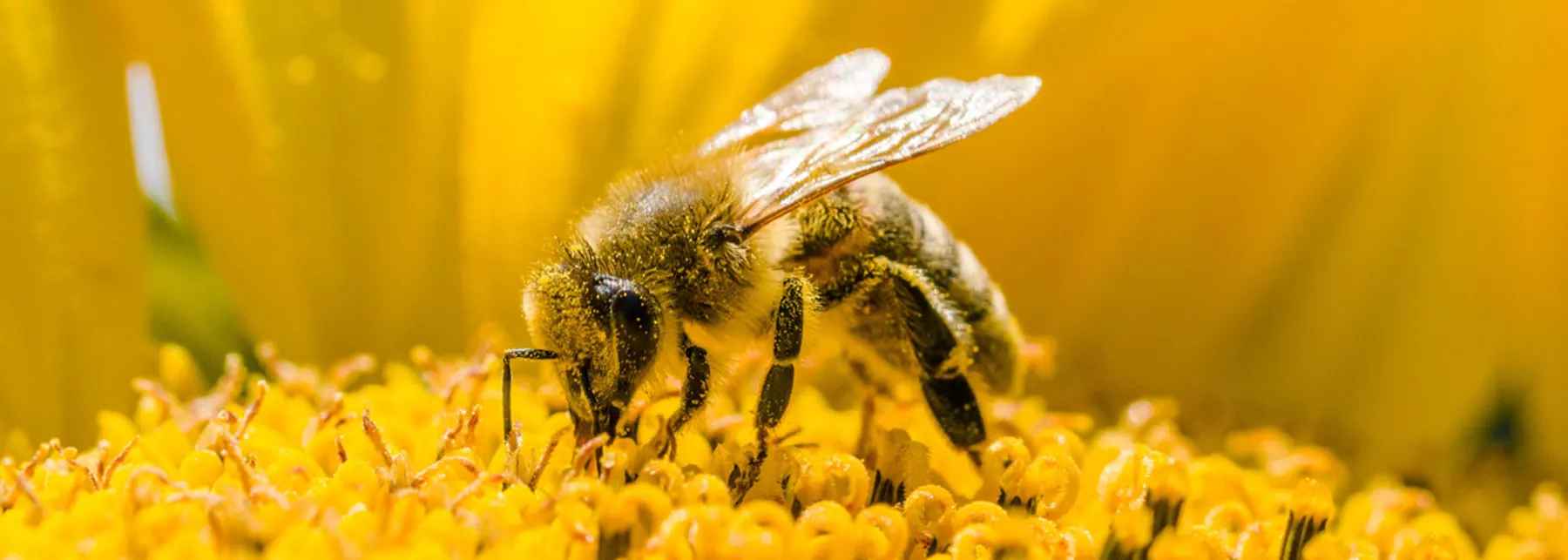 Frank bienewald alamy stock photo